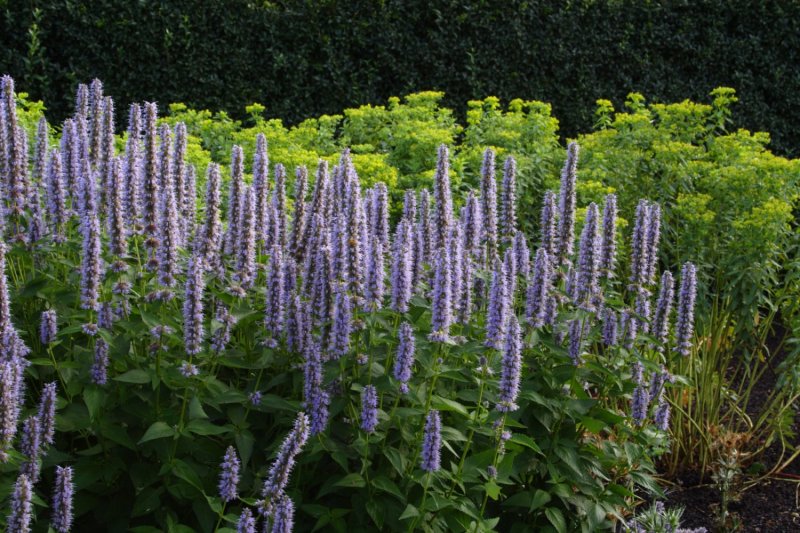 Agastache (Izsópfű)